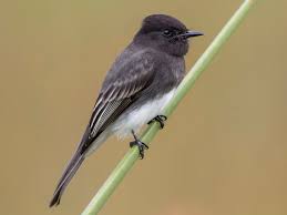 black phoebe image